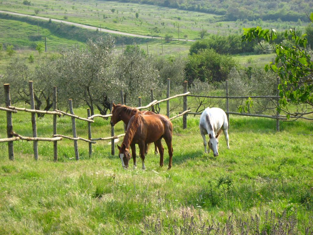 Agriturismo Le Roghete Acquapendente Exteriör bild